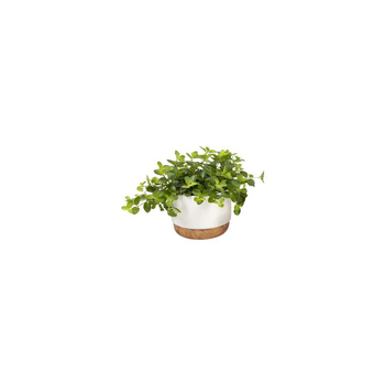 Visuel 1 du produit Plantes vertes en mix avec cache-pot Ø 6 cm