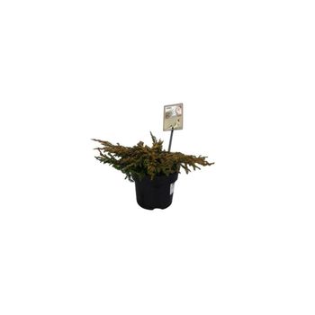 Visuel 1 du produit Genévrier rampant Juniperus Communis Goldschatz jaune en pot de 2 L