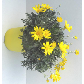 Visuel 1 du produit Euryops Pectinatus jaune. Le pot de 2 litres