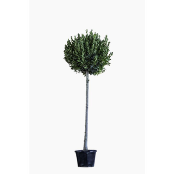 Visuel 1 du produit Laurus Nobilis ou Laurier sauce en pot de 30 L