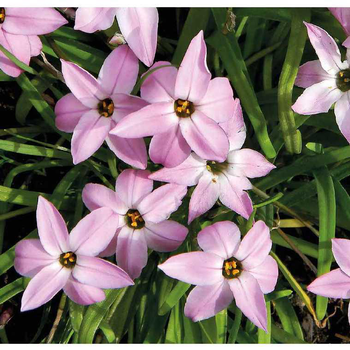 Visuel 1 du produit Ipheion Uniflorum Rose - Le pot de 9 x 9 cm