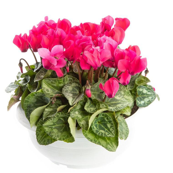Visuel 1 du produit Cyclamen à grosses fleurs multicolores - La coupe Ø 27 cm