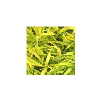 Visuel 1 du produit Phalaris Pure Gold - Le pot de 1 litre