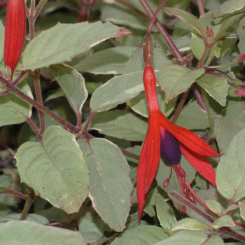 Visuel 1 du produit Fuchsia panaché rose en pot de 2 L