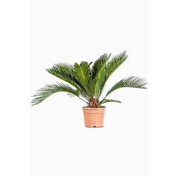 Visuel 1 du produit Cycas Revoluta. Le pot de 5 litres