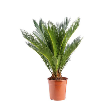 Visuel 1 du produit Cycas Revoluta pot Ø19xH60/80 cm