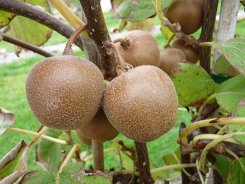 Visuel 1 du produit Kiwi 'Minkigold'. Le pot de 2 litres