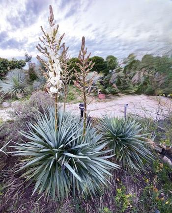 Visuel 1 du produit Yucca rostrata French Flag®. Le pot de 3,5 litres, forme globe