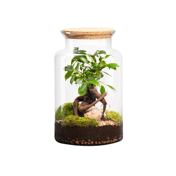 Visuel 1 du produit Terrarium autonome botanic® Jungle Classic Ginseng - Taille M Ø 24 cm H 30 cm