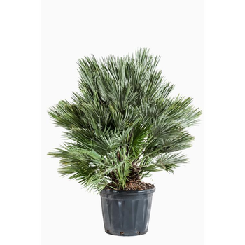 Visuel 1 du produit Chamaerops Humilis Vulcano en pot de 25 L vert