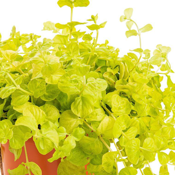 Visuel 1 du produit Lysimaque nummulaire - Le pot de 2 litres