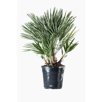 Visuel 1 du produit Chamaerops Humilis vert 60/90 cm en pot de 7 L