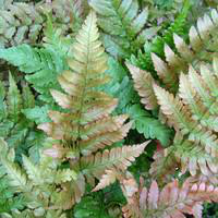 Visuel 1 du produit Fougère vivace - Le pot de 16 litres