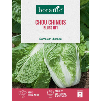 Visuel 1 du produit Graines de choux de Chine blues HF1 botanic® - graines à semer