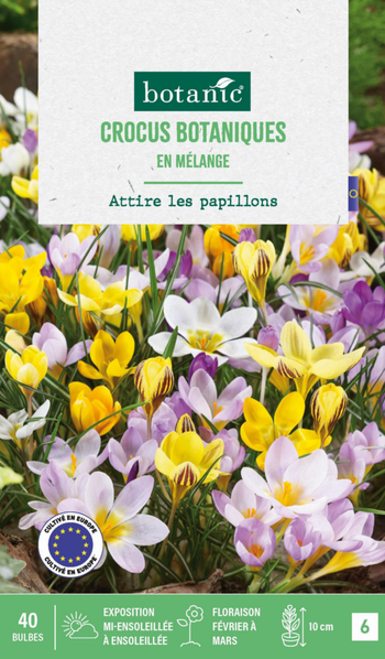 Visuel 1 du produit Crocus en mélange botanic® - 40 bulbes