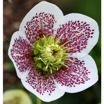 Visuel 1 du produit Hellébore ou Rose de Noël Collection à fleurs multicolores - Le pot de 1,5 litres