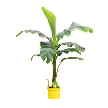 Visuel 1 du produit Musa varié ou Bananier d’extérieur Musa Basjoo en pot de 5 L