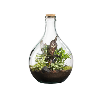 Visuel 1 du produit Terrarium autonome botanic® Suryio - Taille 12 L Ø 29 cm H 43 cm