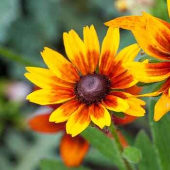 Visuel 1 du produit Coreopsis Uptick Gold and Bronze botanic® jaune. Le pot de 9 x 9 cm