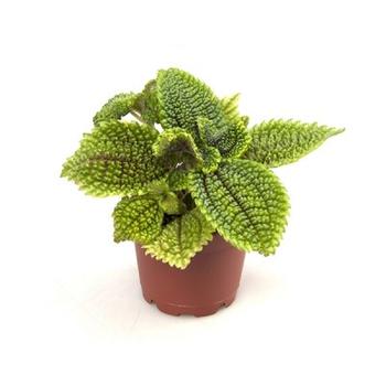 Visuel 1 du produit Pilea Moon Valley mini. Le pot de Ø 6 x H 12 cm