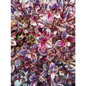 Visuel 1 du produit Lophomyrthus Ralphii Magic Dragon rose en pot de 8 L