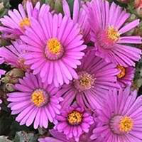 Visuel 1 du produit Oscularia - Le pot de 1 litre