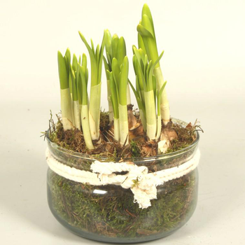 Visuel 1 du produit Narcisse tête à tête - La coupe