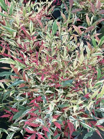 Visuel 1 du produit Nandina domestica Red Light. Le pot de 4 litres