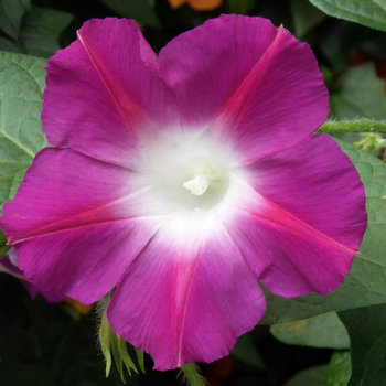 Visuel 1 du produit Ipomee Leari - Le pot de 3 litres