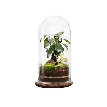 Visuel 1 du produit Terrarium autonome botanic® Spicy Ginseng - Taille L Ø 17,5 cm H 32 cm