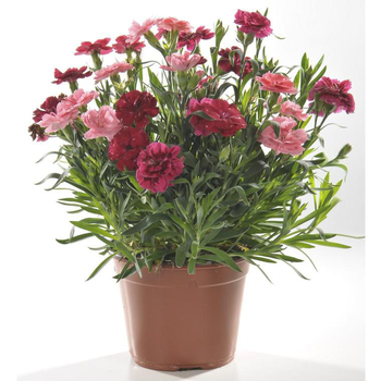 Visuel 1 du produit Oeillet Tenelken Tricolor - Le pot de 17 cm