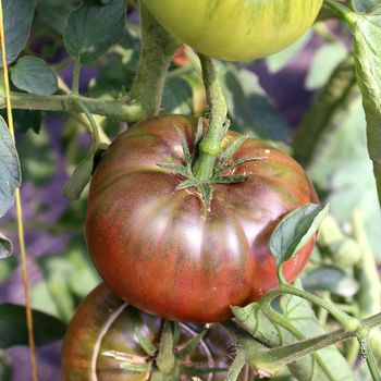 Visuel 1 du produit Tomate côtelée Noire De Crimée bio. Le pot de 10,5 cm