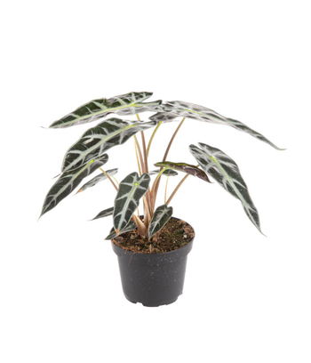 Visuel 1 du produit Alocasia Bambino Arrow vert. Le pot Ø 14 cm