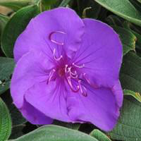 Visuel 1 du produit Tibouchina - Le pot de 2 litres