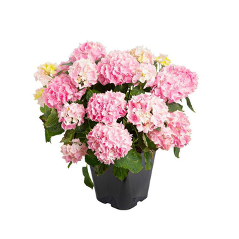Visuel 1 du produit Hortensia Hydrangea Macrophylla en pot de 5L