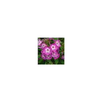 Visuel 1 du produit Phlox Paniculata - Le pot de 10,5 cm