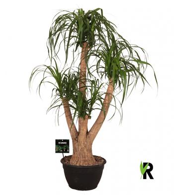 Visuel 1 du produit Beaucarnea ramifié. Le pot de Ø 30 x H 125 cm