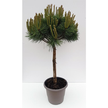 Visuel 1 du produit Pin (Pinus) Nigra Brepo 1/4 tige. Le pot déco de 10 litres