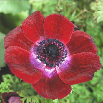 Visuel 1 du produit Anémone de Caen ou anémone couronnée (Coronaria) à fleurs multicolores - Le pot 9 x 9 cm