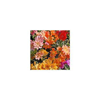 Visuel 1 du produit Lewisia Cotyledon - Le pot de 3 litres
