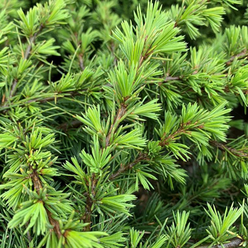 Visuel 1 du produit Cèdre du Liban nain (Cedrus Libani Nana) 50/60. Le pot de 5 litres