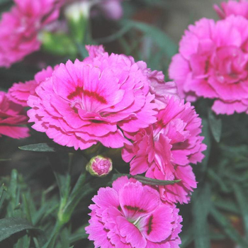 Visuel 1 du produit Oeillet Nain - Le panier