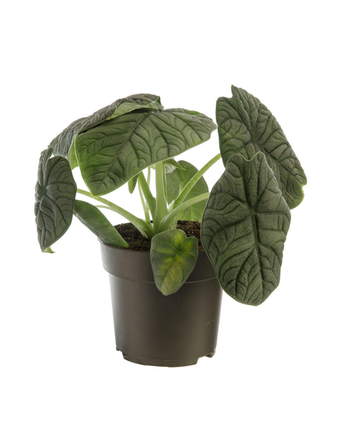 Visuel 1 du produit Alocasia Melo vert. Le pot Ø 17 cm