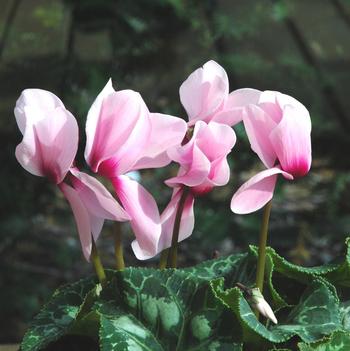 Visuel 1 du produit Mini Cyclamen. Le pot de 9 cm
