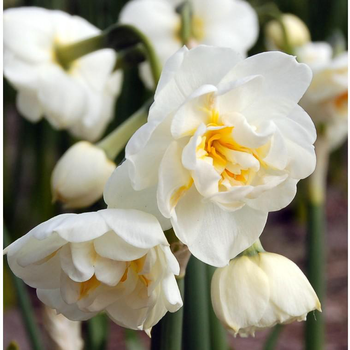 Visuel 1 du produit Narcisse Bridal Crown - Le pot de 10,5 cm