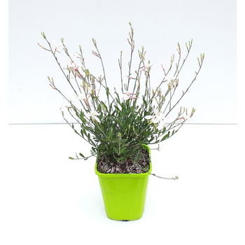 Visuel 1 du produit Gaura Lindheimeri Snow Fountain - Le pot de 2 litres