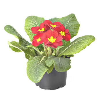 Visuel 1 du produit Primevère des jardins - Le pot de 10.5 cm