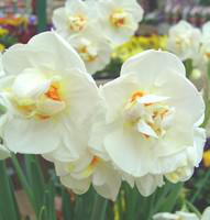 Visuel 1 du produit Narcisse Paper White - Le pot de 10,5 cm