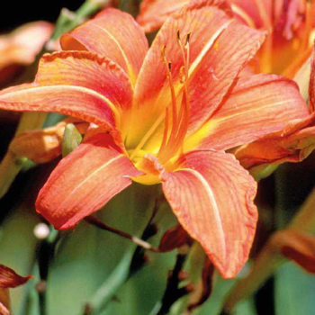 Visuel 1 du produit Hemerocallis - Le pot de 5 litres