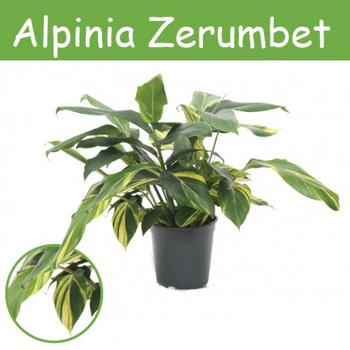 Visuel 1 du produit Alpinia Zerumbet. Le pot de Ø 21 x H 70 cm